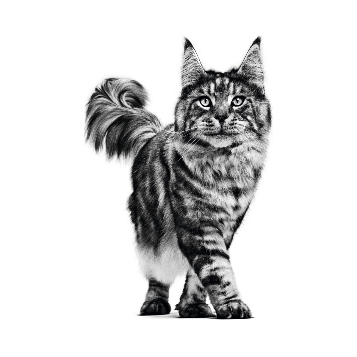 Royal Canin Satiety Support gato foto oficial mascota