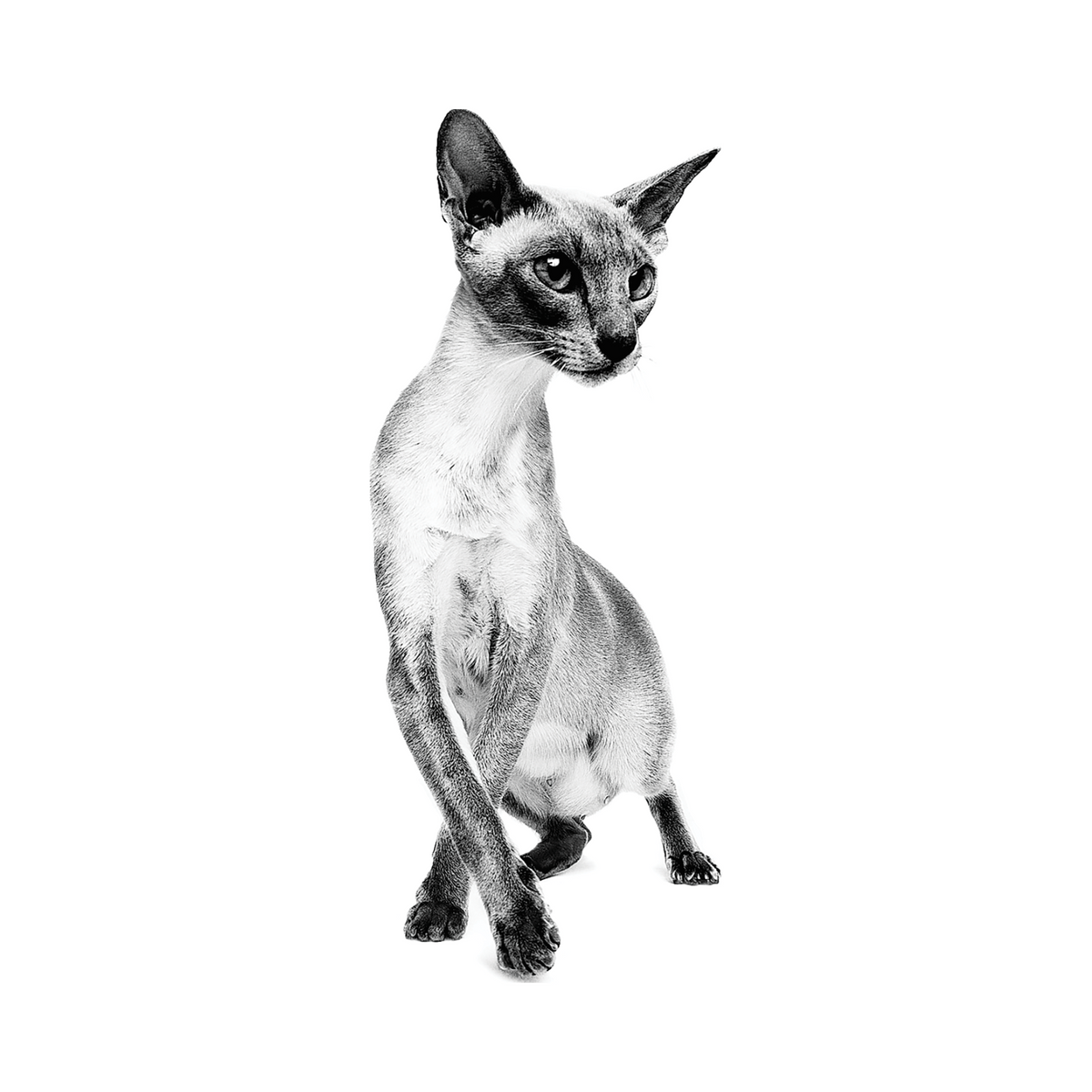 Royal Canin Siamés Adulto gato foto oficial mascota