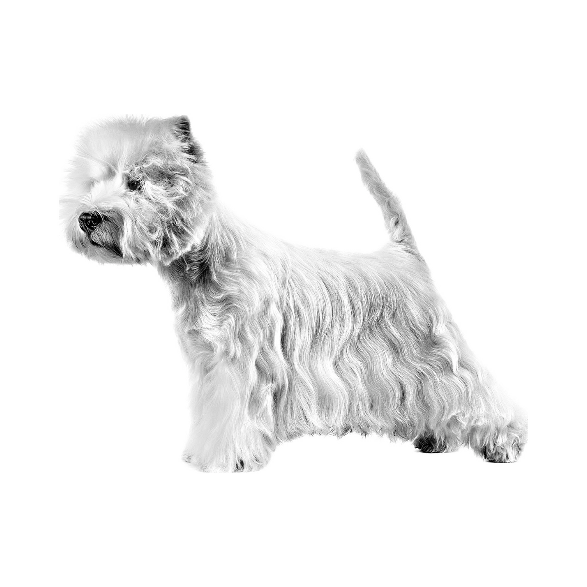 Royal Canin West Highland White Terrier Adulto foto oficial mascota