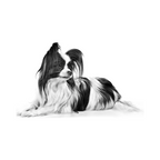 Royal Canin X-Small Adult foto oficial mascota