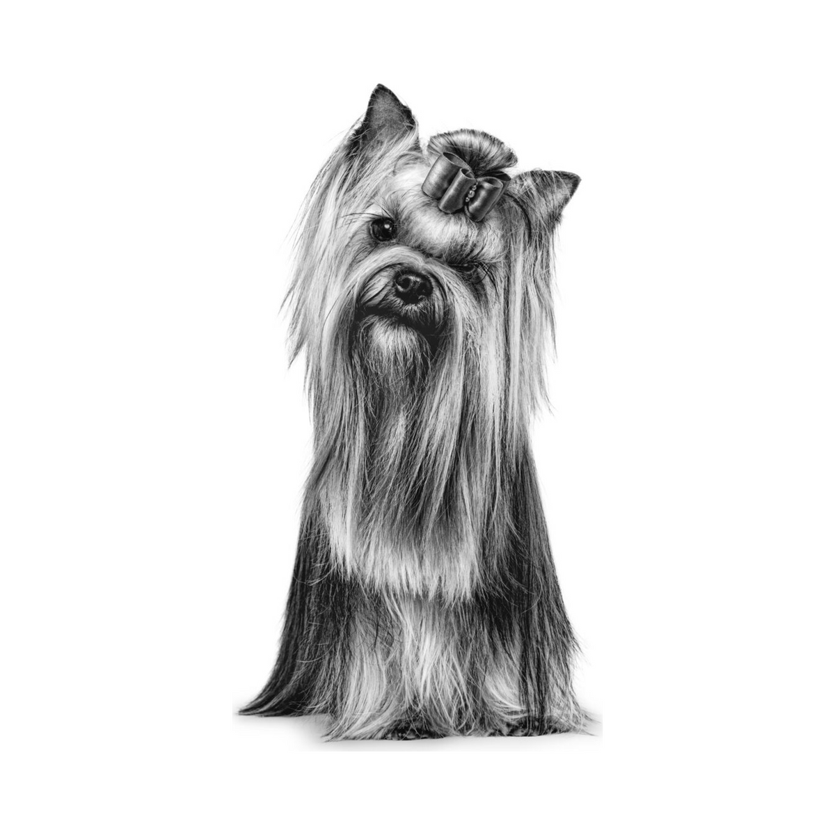 Royal Canin Yorkshire Terrier Adulto foto oficial mascota